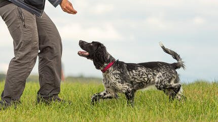 Dog obedience Training