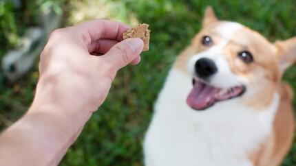 Dog looking at digestive biscuit 