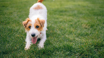 Dog Prebiotic Teaser