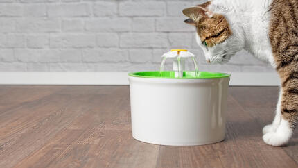 Cat looking at toy water fountain