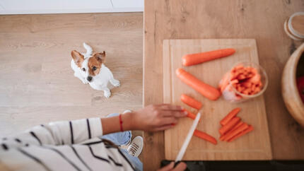 Dog looking at person cutting carrots 