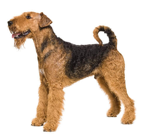 are welsh terriers friendly or dangerous to strangers