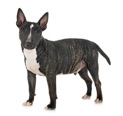 Bull Terrier Miniature