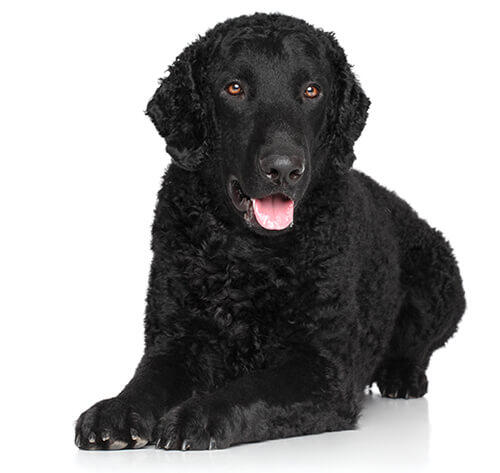 Curly Coated Retriever Dog Breed Information Purina Curly Coated Retriever Dog Breed, How Long Do Curly Coated Retrievers Live