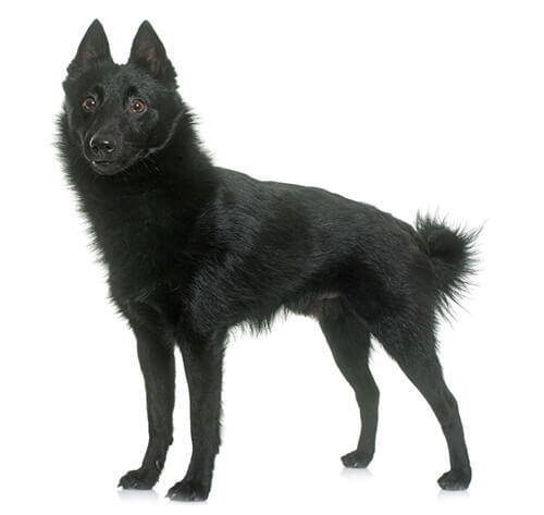 Schipperke