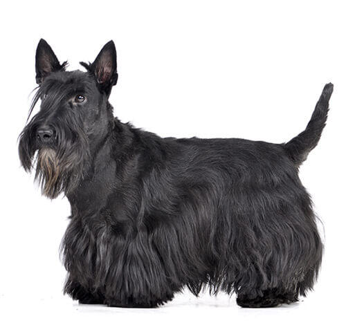 Scottish Terrier