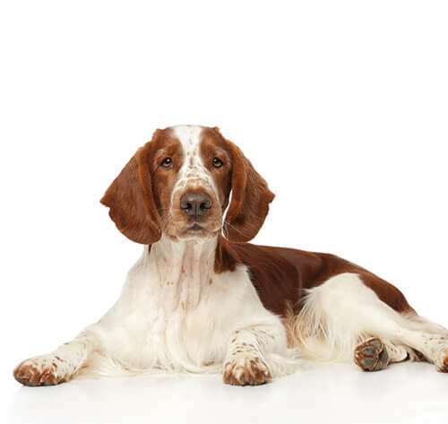 Welsh Springer Spaniel