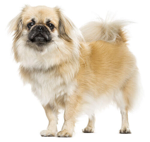 Tibetan Spaniel