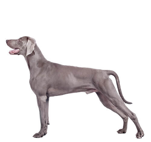 Weimaraner (Short/smooth coat)