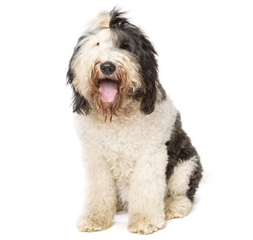 Sheepadoodle