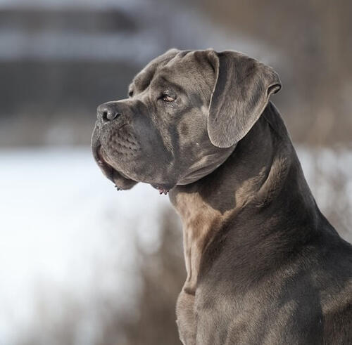 cane corso