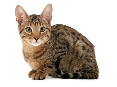 Serengeti Cat 