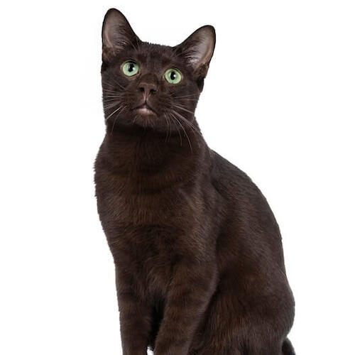Havana Brown Cat 