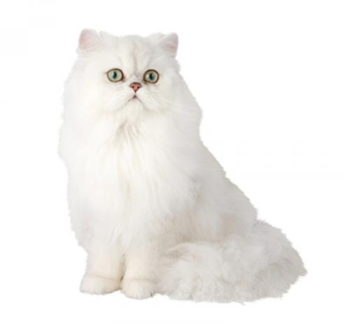 Cat Breeds Cat Breed Library Purina