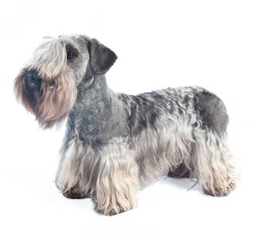 Cesky Terrier