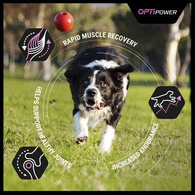 Pro power plus dog food online