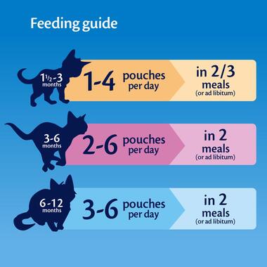 The Perfect Amount: How Much Wet Food to Feed a Kitten 3 Months!