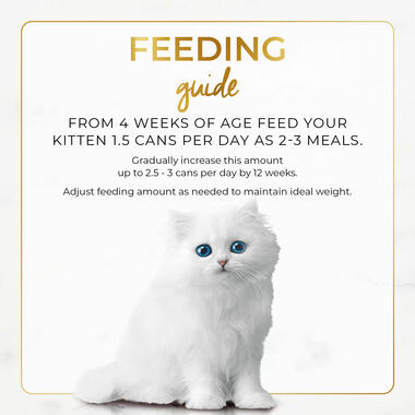 Feeding guide kitten