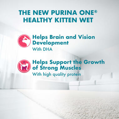 Kitten with Chicken Benefits