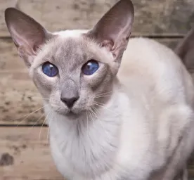 10 Cat Breeds with Big Ears