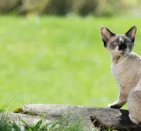 6 Small Cat Breeds