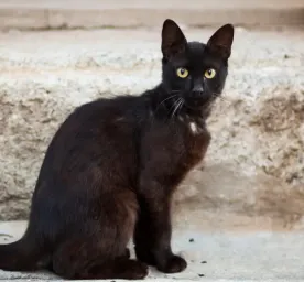 7 Awesome Black Cat Breeds You'll Want to Take Home