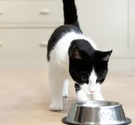 7 Black and White Cat Breeds