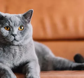 7 Grey Cat Breeds
