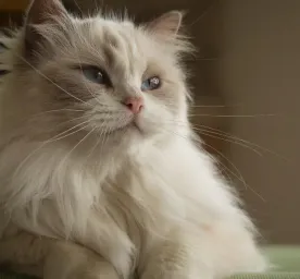 8 Fluffy Cat Breeds