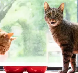 8 Large Domestic Cat Breeds