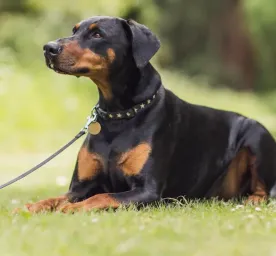 9 Black and Tan Dog Breeds