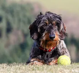 9 Wire-Haired Dog Breeds