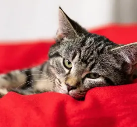 Buying a Kitten from a Breeder