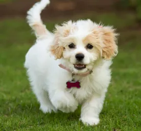 Cavachon