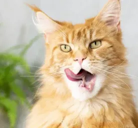 Bad Breath In Cats