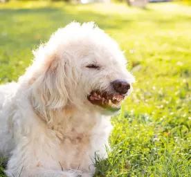 What Types of Dog Growl Mean