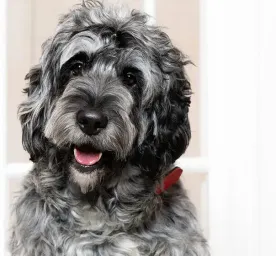 Best Black Dog Names: The Ultimate List