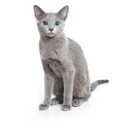 russian blue