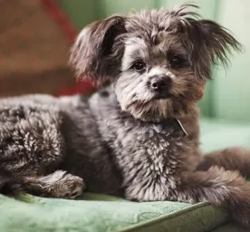 Yorkipoo