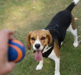 beaglier