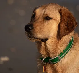 Goldador
