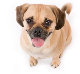 Puggle