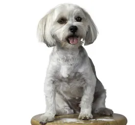 Morkie