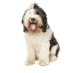 Sheepadoodle