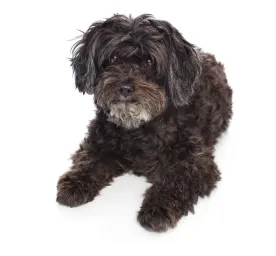 Schnoodle