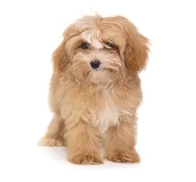 Maltipoo