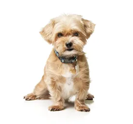 Shorkie