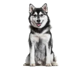 Pomsky