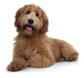 Labradoodle