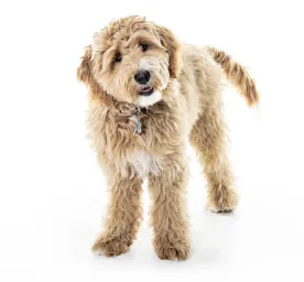 Goldendoodle